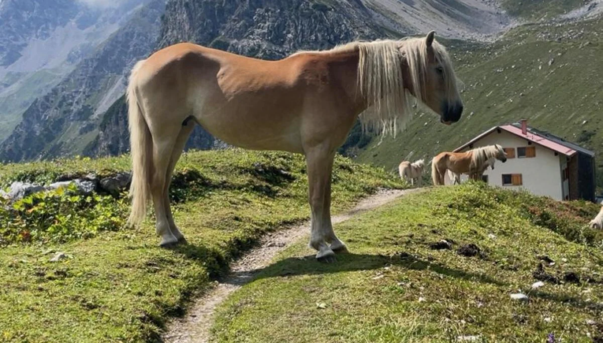 © DAV Sigmaringen / Marvin Engler